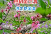门口也可以种桃树！（用有限的空间打造丰收的田园生活）