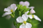 萝卜开花预示着什么？（花开富贵？还是晦气？）