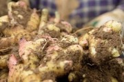 姜的收获季节与养护方法（了解姜的采收时间，做好养护工作）