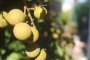 桂圆成熟时间及采摘技巧（掌握桂圆成熟季节，享受美食乐趣）