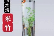 水中盆栽——水生植物的养护方法（打造清新水景，享受悠然生活）