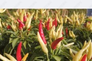 辣椒种植知识（喜阳还是喜阴？辣椒种植须知）