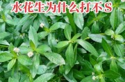 探秘花生的根系结构（花生的根系结构对植株生长的影响）