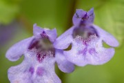 常春藤的开花时间及特点（揭秘常春藤开花的奥秘，让你轻松get大自然的秘密）