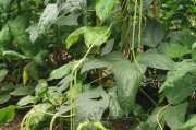 长豆角的种植技巧（从播种到收成的全过程）