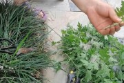 菊花繁殖方法与注意事项（了解菊花的繁殖技巧，让你轻松拥有美丽的花园）