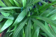 探究花草是否属于植物（解析花草的分类及特点）