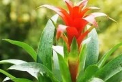 养老鼠的必备植物-旺财（属老鼠养旺财，旺财宝典来指导！）