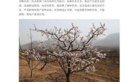 探秘杏树的生长环境条件及特点