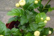 虎头茉莉开花时间大揭秘，一年开几次花？（掌握虎头茉莉开花时间，打造美丽庭院）