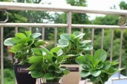 办公室水培植物的种类与养护方法（美化办公环境，促进身心健康的绿色搭配）