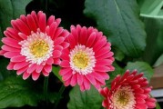 非洲菊的养护指南（打造长久美丽的非洲菊花园）