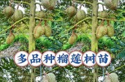 榴莲核可以种吗？（探讨榴莲核的种植可行性及注意事项）