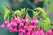 湖北适宜种植的优美花卉（花开湖畔，春意盎然——湖北省内适宜种植的花卉推荐）