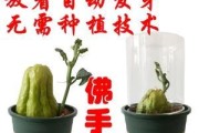 佛手瓜的室内养护（一步步教你在室内养护佛手瓜，让你的家变成一个绿色的世界）
