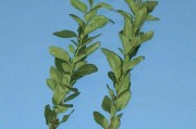 探秘菠菜的植物学性质（菠菜是否为单子叶植物）