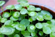 雨水浇花的必备知识（雨水能否浇花？哪些花更适合雨水浇灌？）