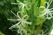 茶叶水浇虎尾兰的效果如何？（探究茶叶水浇虎尾兰的优缺点）
