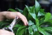 白掌繁殖方法详解（种植技巧、注意事项、适宜环境）