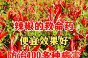 辣椒打什么药好（辣椒在药物治疗中的作用及其适用范围）