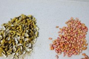 花生豆发芽了，是否能够食用？（探讨花生豆发芽后的营养价值和食用方法）