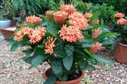 多年生木本花卉——打造永恒的花园（探秘多年生木本花卉的特点、栽培技巧及应用）