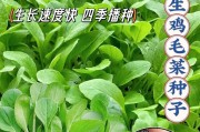 鸡毛菜的最佳播种时间（种鸡毛菜，时间关键）