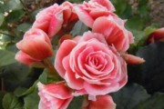 四季海棠花喜阴还是喜阳？（探究四季海棠花的喜阳与喜阴特性，解析养护技巧）