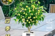 盆栽桂花（盆栽桂花大小选择的利弊分析）