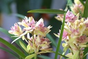 建兰花期详解（品味花园中的美丽瞬间，建兰怎样绽放？）