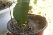 如何种植芒果种子？（芒果种子的选择和培育方法）