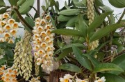 球花石斛养护指南（从零开始，打造壮健球花石斛）