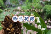 铃兰花期观赏指南（从花期到花语，一网打尽）