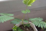 含羞草之外：一探跟含羞草相似的神奇植物