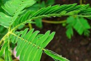 含羞草的徒长与治疗方法