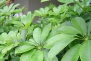 鹅掌木的喜爱之太阳（一个植物的光合之旅）