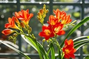 种植香雪兰：如何让这种华丽的植物在您的家中绽放？