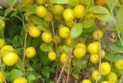 钙果开花结果全过程解析（探究钙果开花原理，解读钙果花果变化）