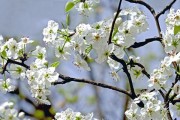 春日里梨花的美丽（赏花必备攻略，梨花盛开的美丽时光）