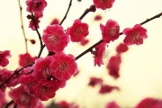 红梅花的养殖方法及注意事项（打造满墙红梅花的诀窍）