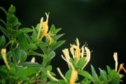金银花的繁殖方法（从种子到分株，教你轻松繁殖金银花）