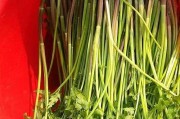 芹菜可以冷冻保存吗？如何正确地保存芹菜？（冷冻芹菜的方法和注意事项）