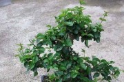 山紫甲盆景的养护方法（打造美丽花园的窍门，从这里开始）