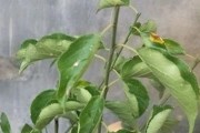 如何应对梅花树掉叶问题（有效措施让梅花树重获健康）