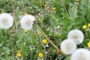 蒲公英根的营养价值及食用方法（蒲公英根能吃吗？如何挑选和食用？一起来了解！）