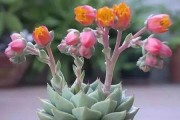 白美人开花后的处理方法（一步步教你如何妥善处理白美人开花后的情况）