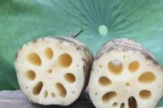 探寻莲藕生长的奥秘（生长环境和地方条件的探究）