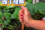 绿萝黄叶怎么办？教你让水养绿萝变得更美丽（解析绿萝黄叶现象的原因和有效的护理方法）
