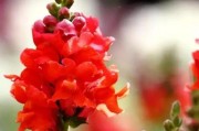 金鱼草花期详解（金鱼草开花时间、花期长度及养护技巧）