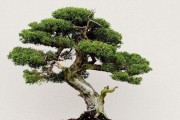 如何养护刺柏盆景（从栽培到修剪，全面掌握刺柏盆景的养护方法）